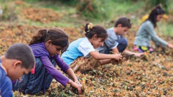 UNICEF: “Çocuk işçilerin sayısı arttı”