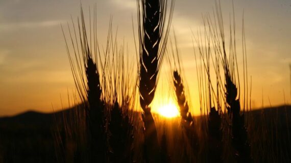 Türkiye’nin tahıl üretimi tahminleri sert düştü