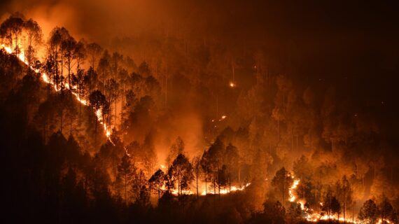 Türkiye’deki orman yangınları aşırı düzeyde emisyon üretti