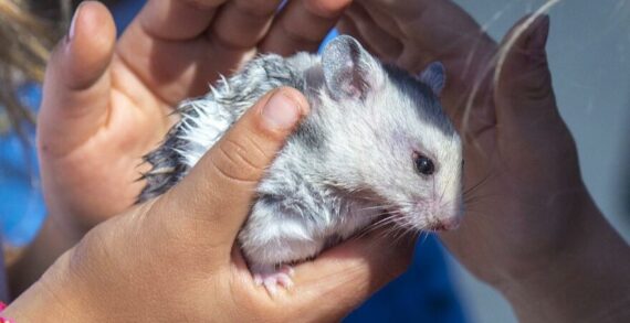 Bilimsel araştırma: İnsanlara Covid-19’u hamsterlar taşıyabiliyor