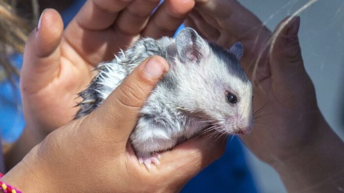 Bilimsel araştırma: İnsanlara Covid-19’u hamsterlar taşıyabiliyor