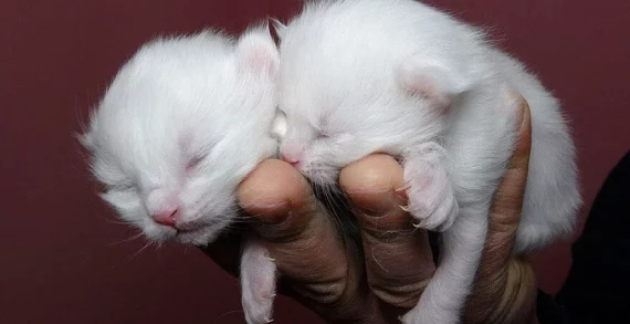 2022 yılının ilk yavru Van kedileri dünyaya gözlerini açtı