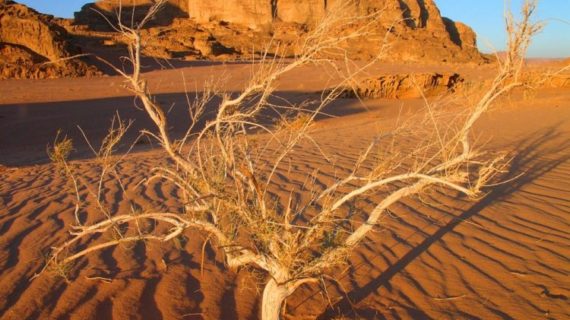 Av. Cemal İnce: “2,7 milyar insan çölleşme tehdidi altında” Av. Cemal İnce: “2,7 milyar insan çölleşme tehdidi altında”