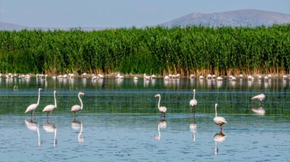 Anekder: Doğal Göllerimiz kurumasın!.. Anekder: Doğal Göllerimiz kurumasın!..