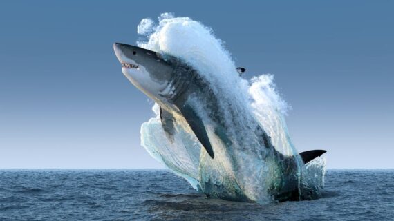 COVID-19: Aşı için 500 bin köpek balığı öldürülecek!.. COVID-19: Aşı için 500 bin köpek balığı öldürülecek!..