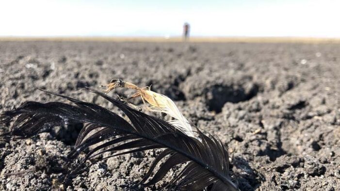 Kuyucuk Gölü tamamen kurudu!..