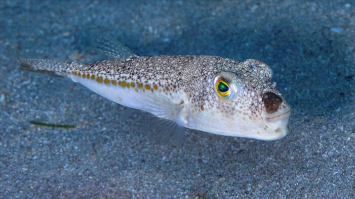 Zehirli balon balığı sinir sistemini etkiliyor!..