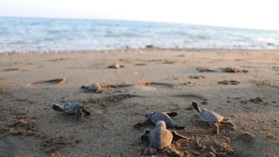 Deniz Kaplumbağaları termik santral tehlikesi altında!..