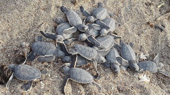 300 bin deniz kaplumbağası denizle buluşturuldu 300 bin deniz kaplumbağası denizle buluşturuldu