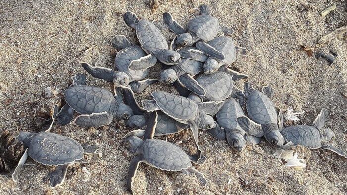 300 bin deniz kaplumbağası denizle buluşturuldu