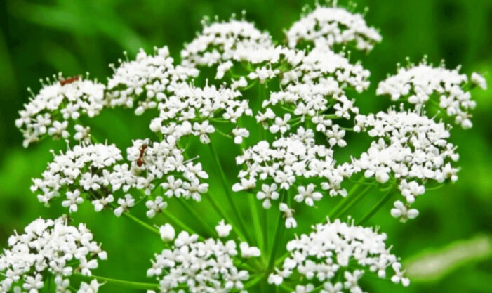 Anasonun mucizevi faydaları…