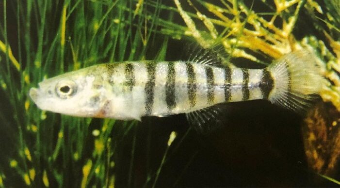 Burdur Gölü: Göl ve ‘yosun balığı’ yok oluyor!..