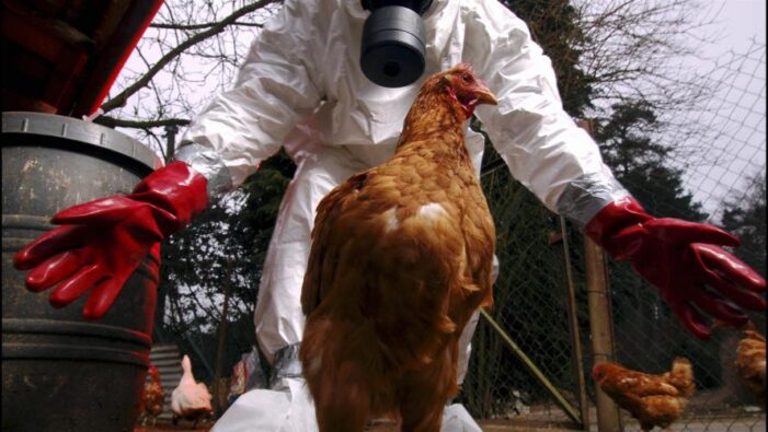 Avrupa’da kırmızı alarm: Kuş gribi yayılıyor!..