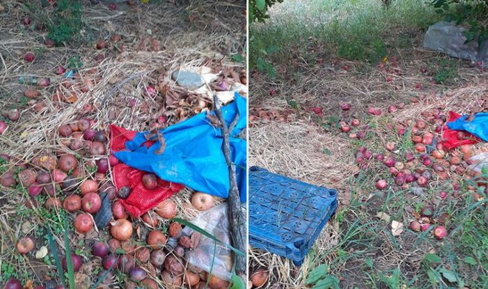 Çanakkaleli çiftçi: Evde yakacak odunum bile yok!..