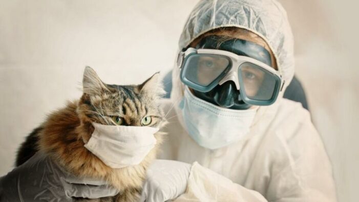 Kedinin corona testi pozitif çıktı!..