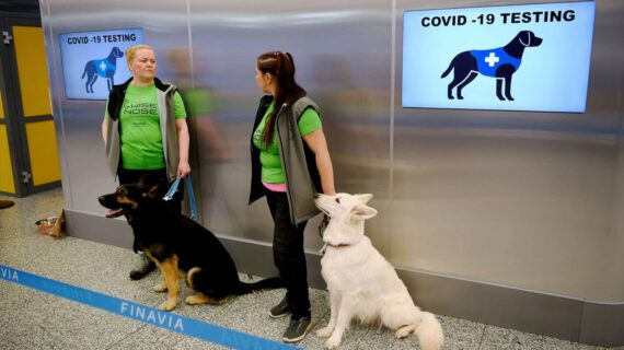 Covid-19: Tayland’da havaalanları köpeklere teslim