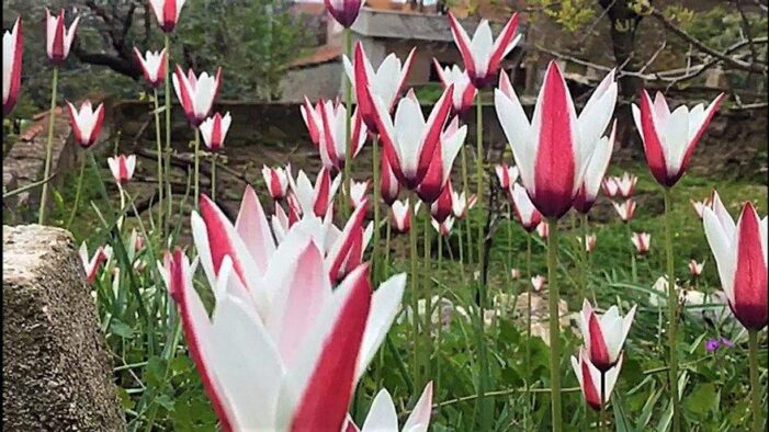 Osmanlı’nın kayıp laleleri Aydın’da ortaya çıktı