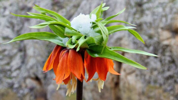 Ters laleler yağan karın altında kaldı