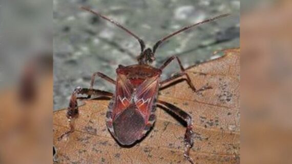 Occidentalis ‘Doğu Anadolu’ya kadar ulaştı