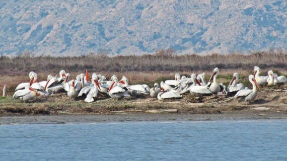 Kuyucuk Kuş Cennetinde tepeli pelikanlar!..