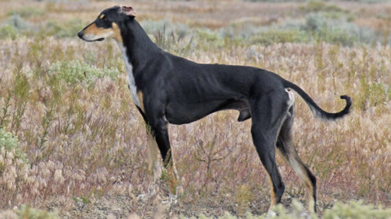 Sayısı azalan yerli havyan ırklarının hücreleri gen bankalarında