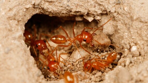 Karıncalar akrabalarından uzak yuvalar seçiyorlar!..