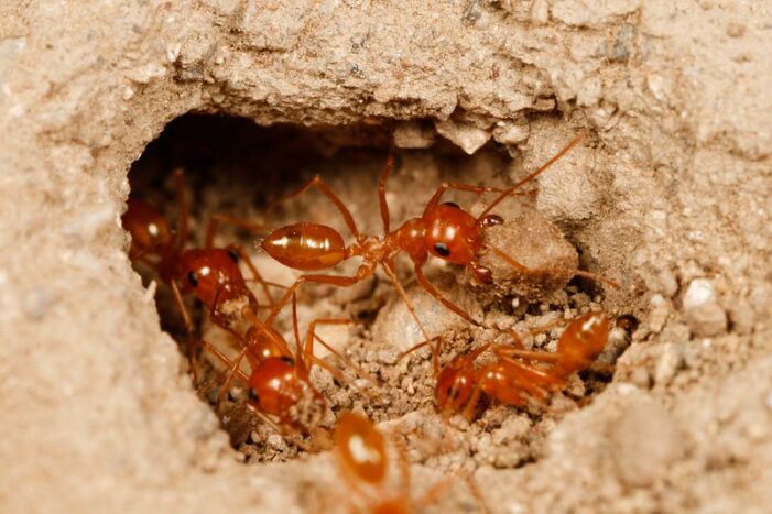 Karıncalar akrabalarından uzak yuvalar seçiyorlar!..