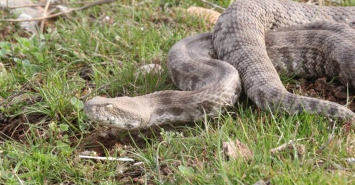 ‘koca engerek’ yılanı uyarısı!..