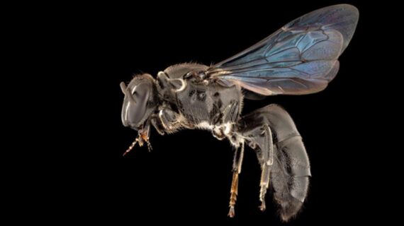 Covid-19: Virüsü tespit etmek için arılar eğitildi!..