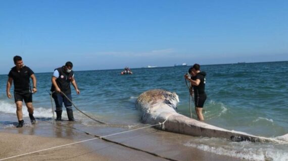 Balinanın en az 10 gün denizde ölü kaldığı tespit edildi Balinanın en az 10 gün denizde ölü kaldığı tespit edildi