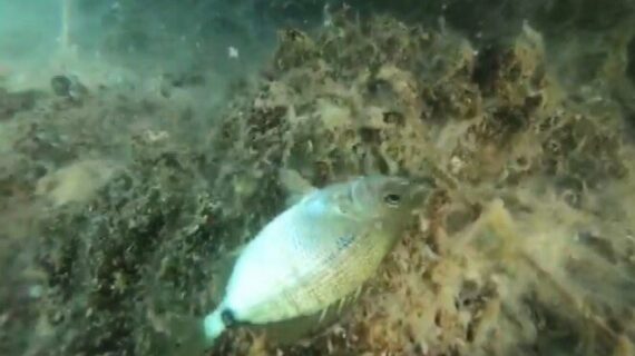 Balıkların ölüm kalım mücadelesi!..