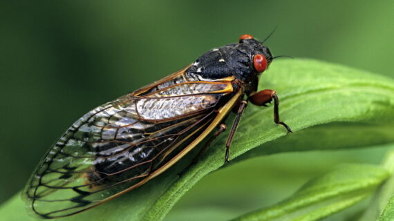 Cicadas böcekleri yeryüzüne çıkıyor!..