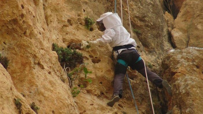 Kayalıklara tırmanıp kaya balı topluyor