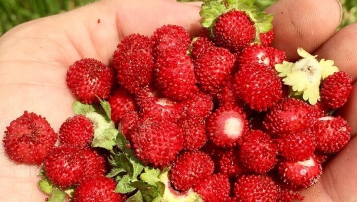 Dağ çilekleri toplanmaya başladı