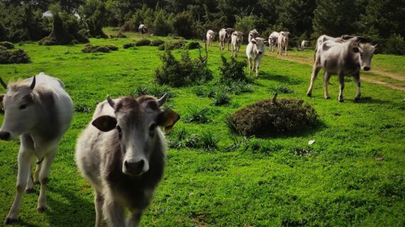 Bursa’da kurbanlık dana avı!.. Bursa’da kurbanlık dana avı!..