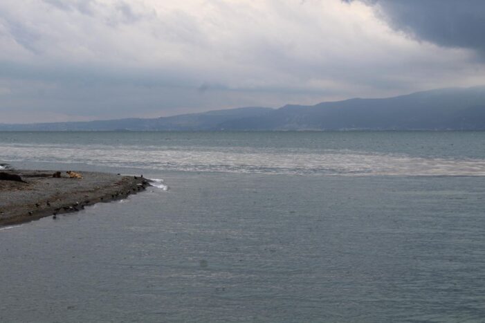 Kocaeli sahillerinde yeniden ortaya çıktı