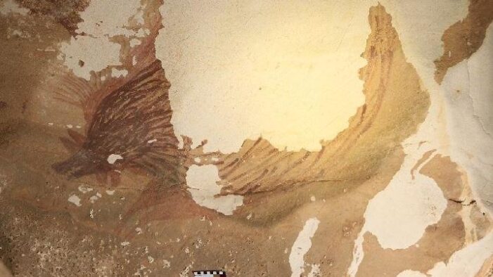 İklim değişikliği nedeniyle yaban domuzları yok oluyor