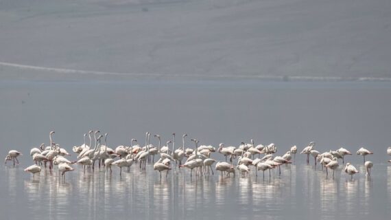 Erken gelen Flamingolar Erçek Gölü’nü renklendirdi