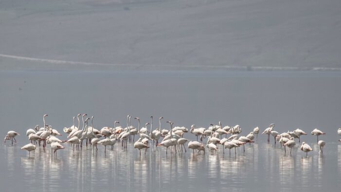 Erken gelen Flamingolar Erçek Gölü’nü renklendirdi