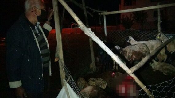 Başıboş ve saldırgan köpekler 12 koyunu öldürdü