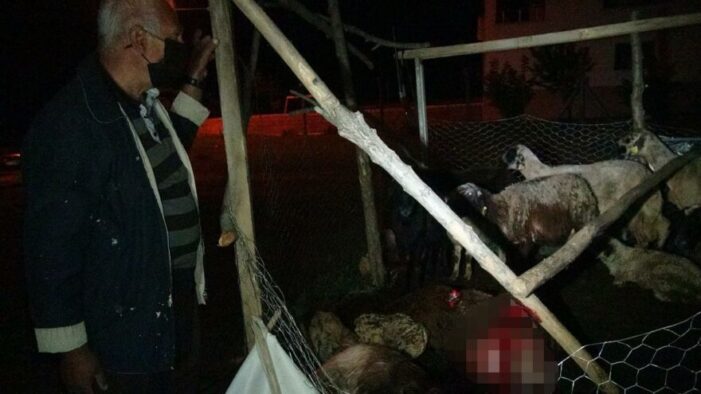 Başıboş ve saldırgan köpekler 12 koyunu öldürdü