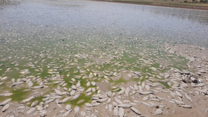 Su seviyesi düşen gölette binlerce balık telef oldu
