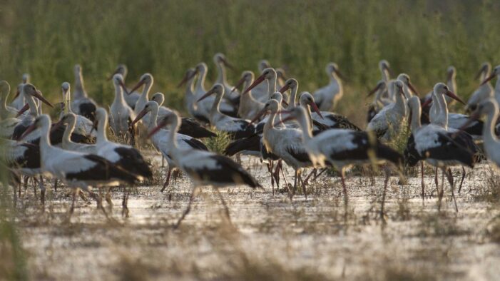 Leylek ‘Klippi’ nin Almanya’dan Bursa’ya yolculuğu!..