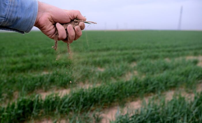 Kuraklık hububat hasadını tehdit ediyor