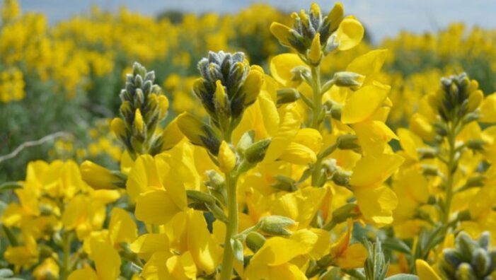 “Eber sarısı”nın yetiştiği yeni bir alan keşfedildi