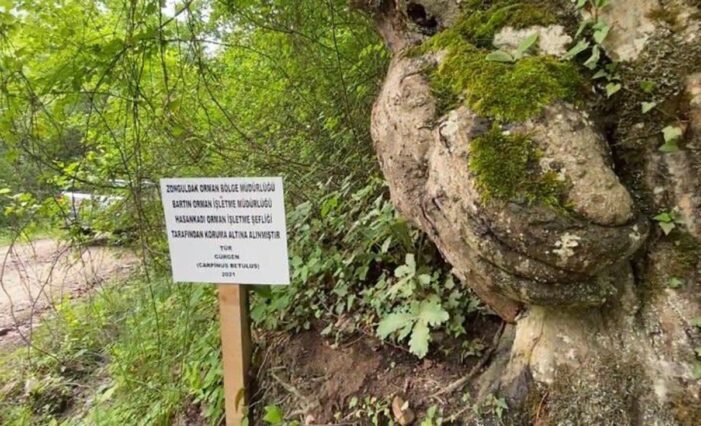 Üzerinde figür oluşan ağaç görenleri şaşırttı