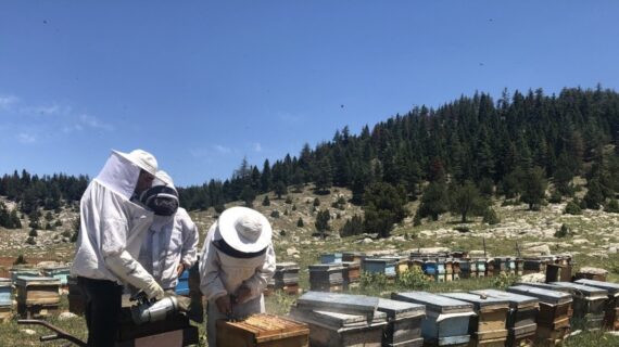 Küresel ısınma ile yaşanan iklim değişikliğinden arılar olumsuz etkilendi