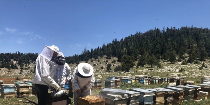 Küresel ısınma ile yaşanan iklim değişikliğinden arılar olumsuz etkilendi