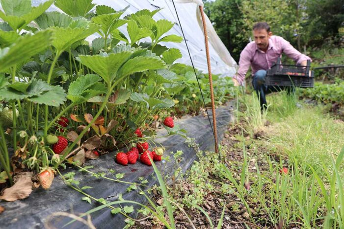 Organik çilek üretiminde talebe yetişemiyor!..