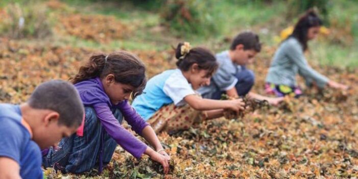 UNICEF: “Çocuk işçilerin sayısı arttı”